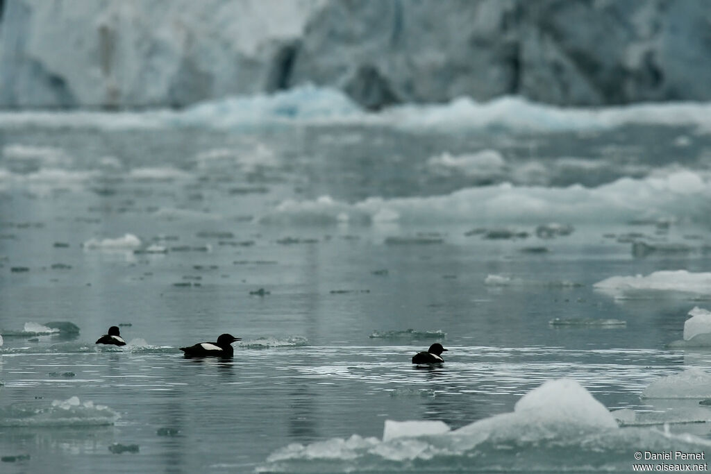 Black Guillemotadult, swimming