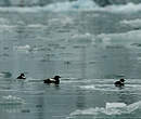 Guillemot à miroir