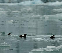 Guillemot à miroir