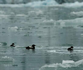 Guillemot à miroir