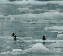 Guillemot à miroir