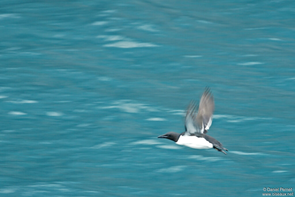 Guillemot de Brünnichadulte, Vol