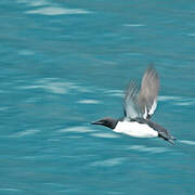 Thick-billed Murre