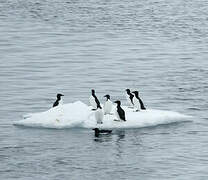 Thick-billed Murre