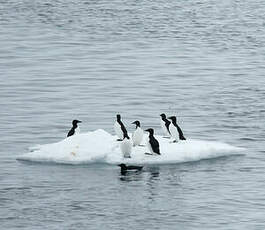 Guillemot de Brünnich