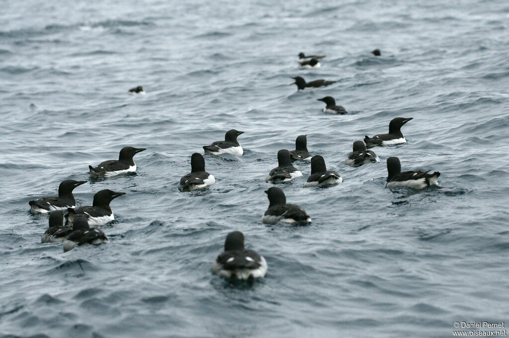 Thick-billed Murreadult, swimming, fishing/hunting