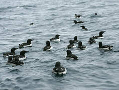 Guillemot de Brünnich