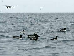 Guillemot de Brünnich