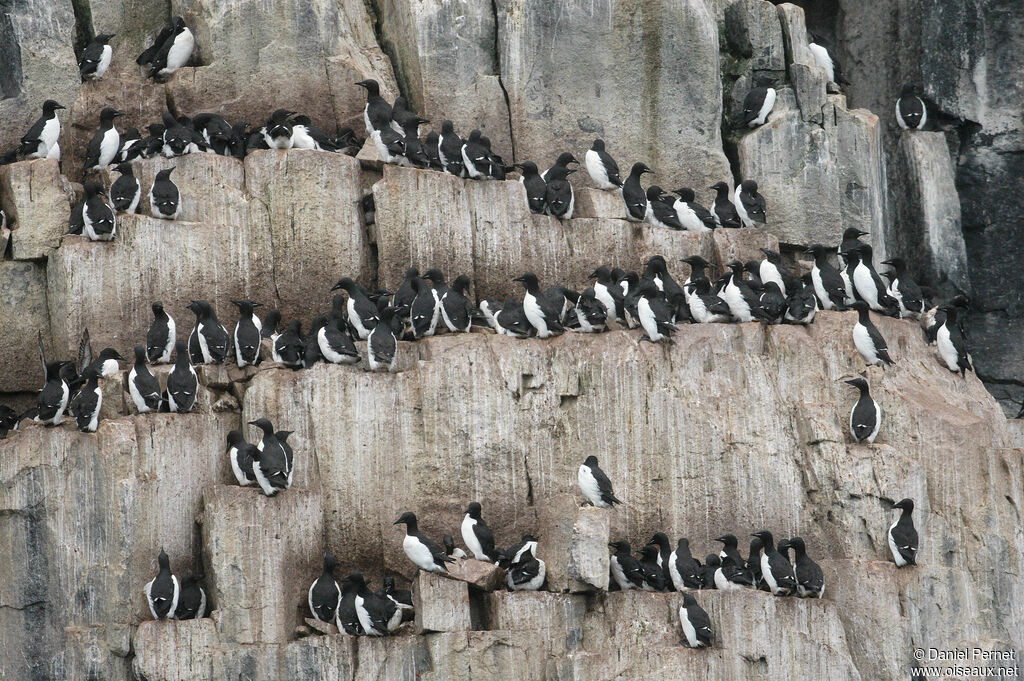 Guillemot de Brünnich femelle adulte, Nidification