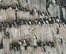 Thick-billed Murre