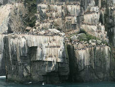 Thick-billed Murre