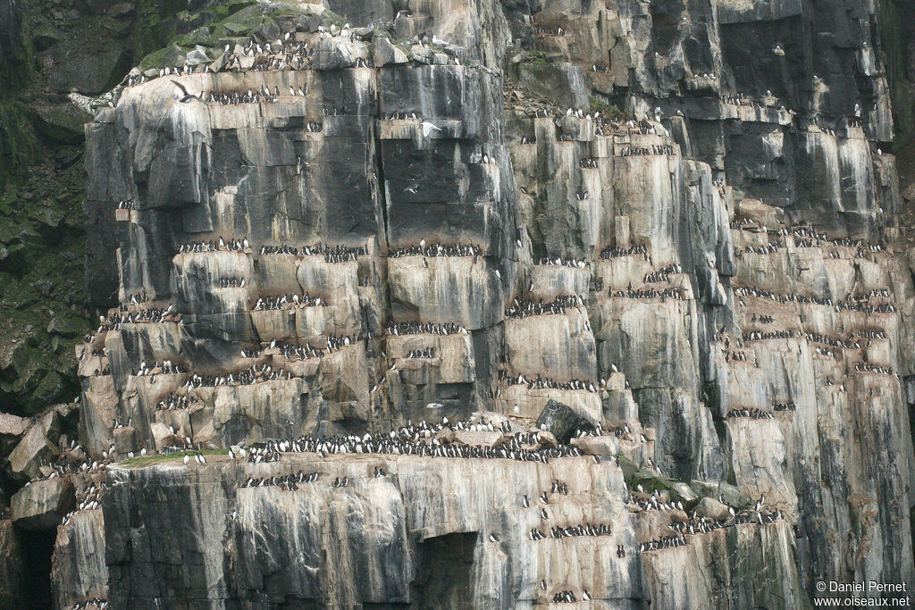 Guillemot de Brünnichadulte, Nidification