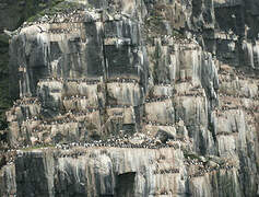 Thick-billed Murre