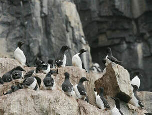 Guillemot de Brünnich