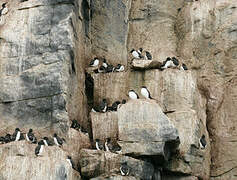 Thick-billed Murre