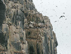 Thick-billed Murre