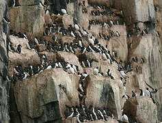 Thick-billed Murre