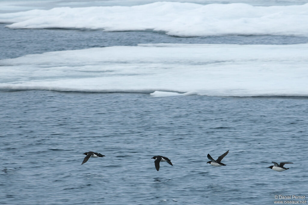 Guillemot de Brünnichadulte, Vol, pêche/chasse