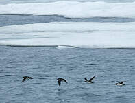 Guillemot de Brünnich