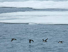 Guillemot de Brünnich