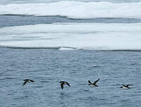 Guillemot de Brünnich