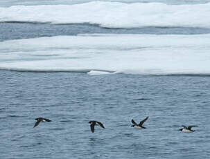 Guillemot de Brünnich