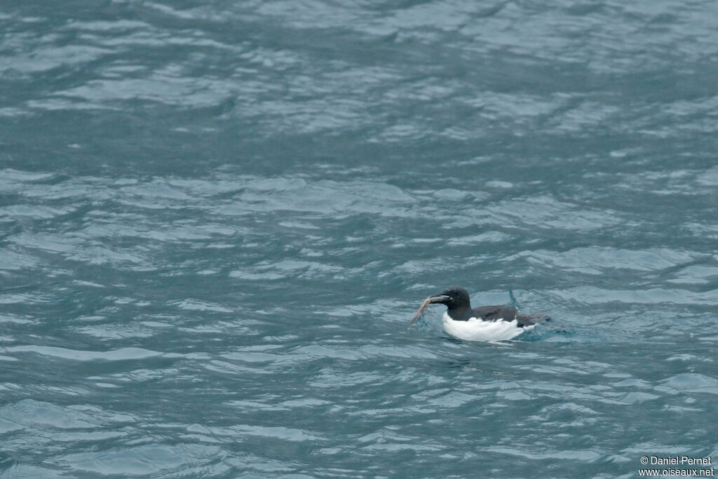 Guillemot de Brünnichadulte, nage, pêche/chasse