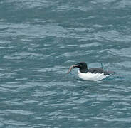 Guillemot de Brünnich