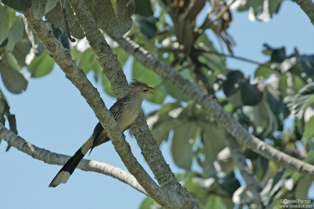 Guira cantaraadulte, identification, Comportement