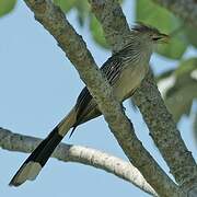 Guira Cuckoo