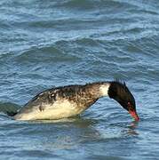 Red-breasted Merganser