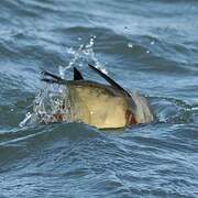 Red-breasted Merganser