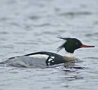 Red-breasted Merganser