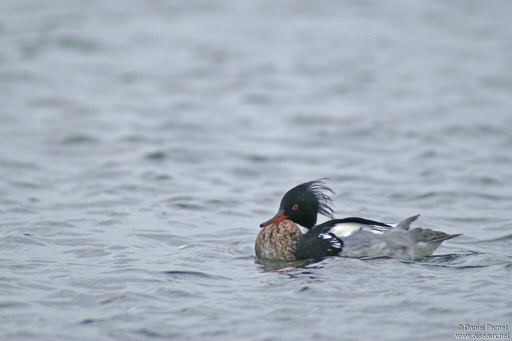 Red-breasted Merganser male adult post breeding, identification