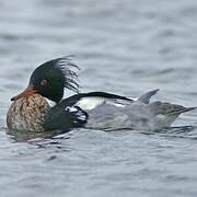 Red-breasted Merganser