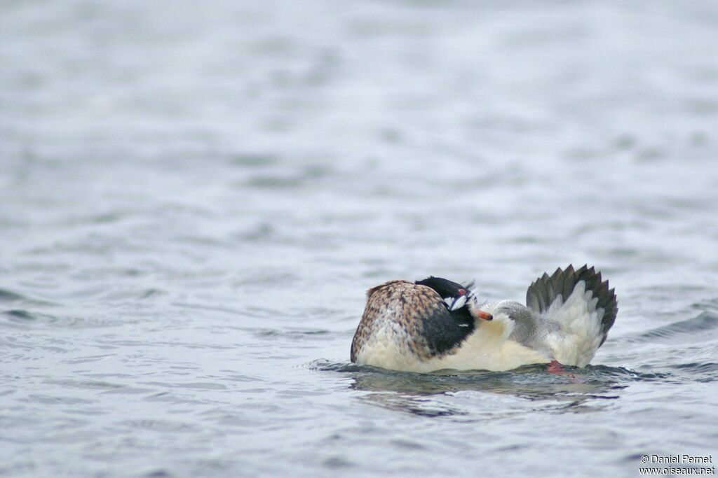 Red-breasted Merganser male adult post breeding, Behaviour