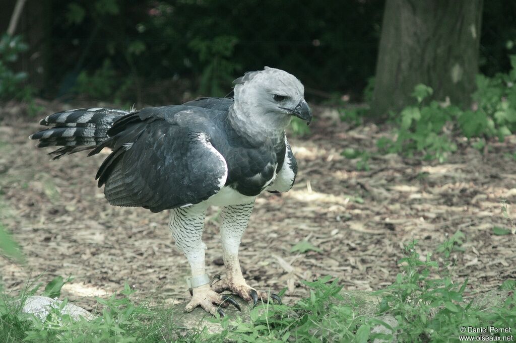 Harpy Eagleadult, identification