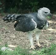 Harpy Eagle