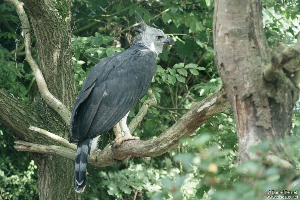 Harpy Eagleadult, identification