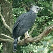 Harpy Eagle