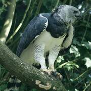 Harpy Eagle