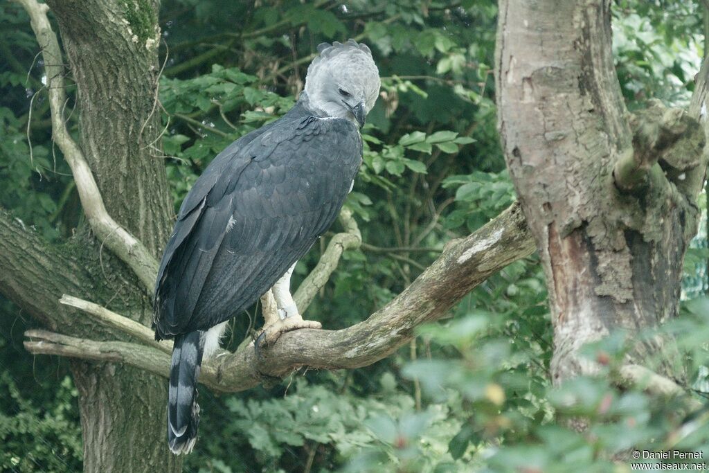 Harpy Eagleadult, identification