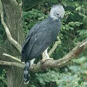 Harpy Eagle