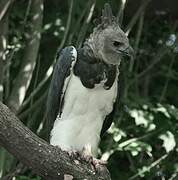 Harpy Eagle