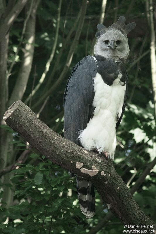 Harpy Eagleadult, identification