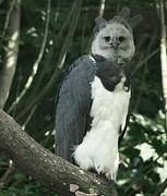 Harpy Eagle