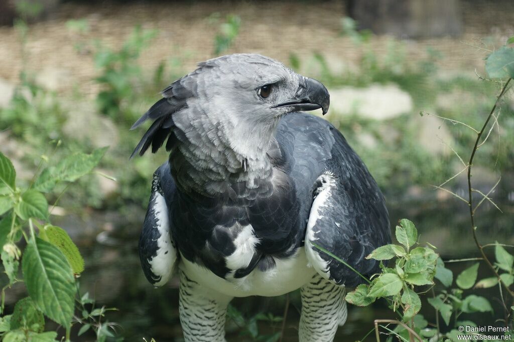 Harpy Eagleadult, identification