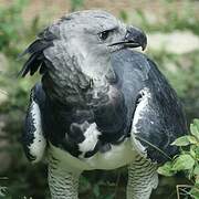 Harpy Eagle