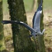 Grey Heron