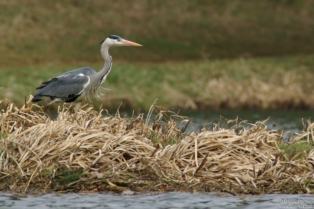 Grey Heronadult, identification, Behaviour